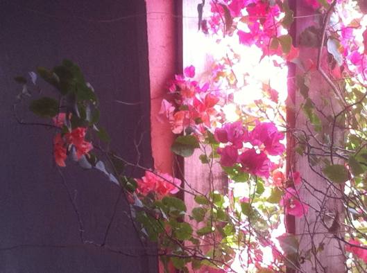 A la sombra de trinitarias en flor...